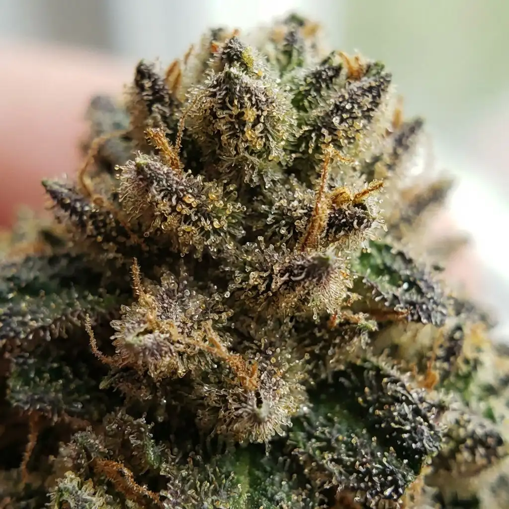 Triggering Flower: The Light Flip