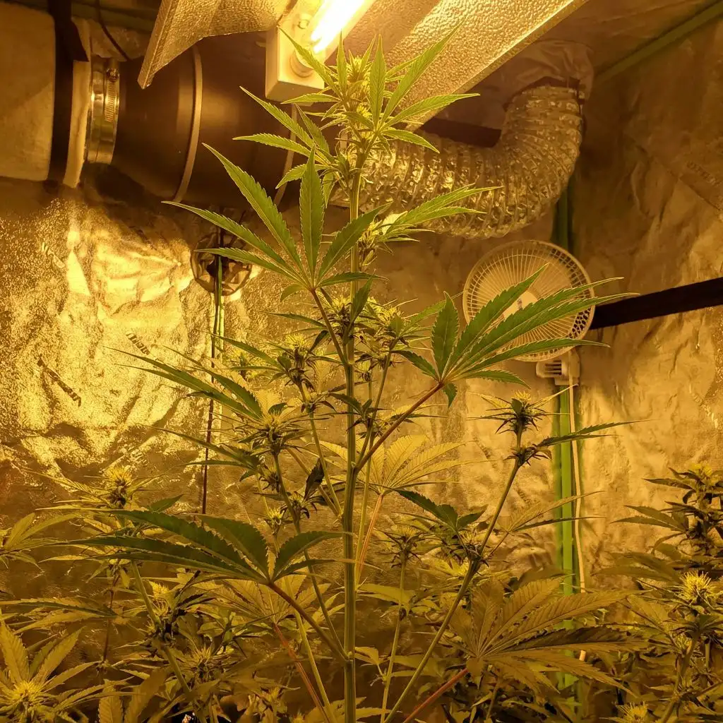 Managing the Flowering Stretch