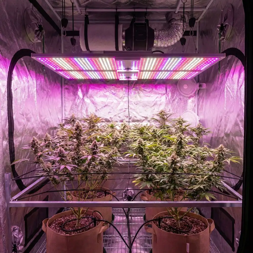 Growing Medium Options