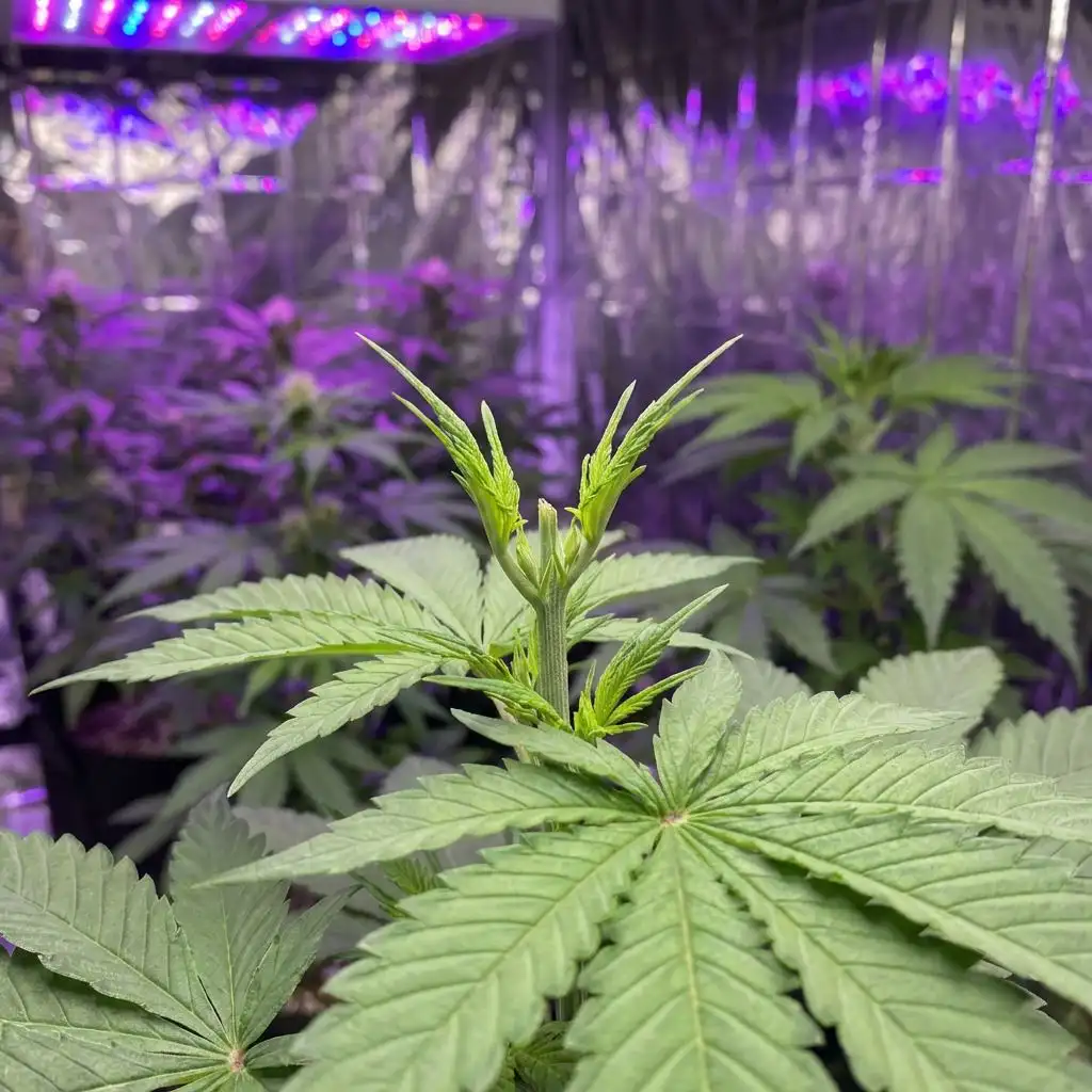 SCROG (Screen of Green)