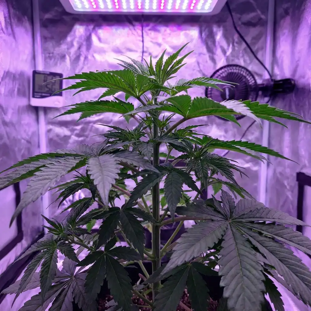 What Is the Vegetative Stage?