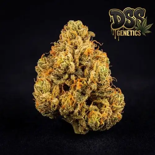 24k Gold Feminized Seeds cannabis seeds – Feminized strain