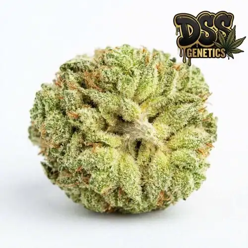 60 Days Wonder Autoflower Seeds cannabis seeds – Regular strain