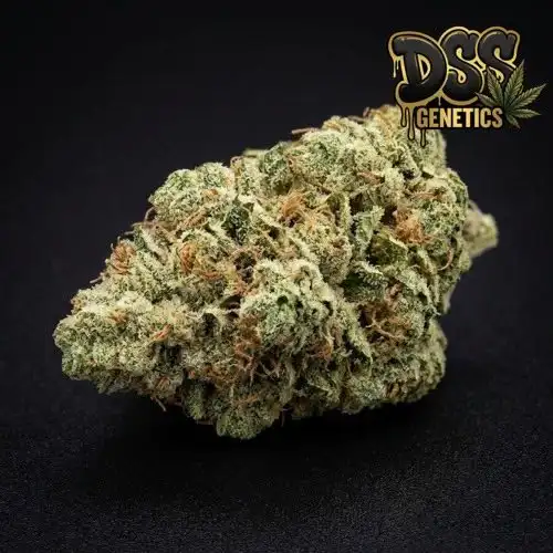 AK 47 Feminized Seeds cannabis seeds – Feminized strain