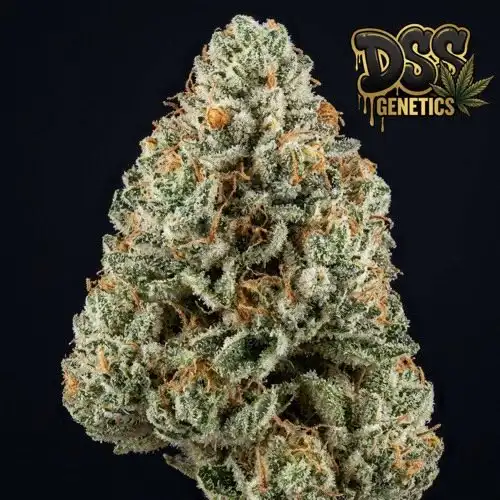 AK 47 XTRM Autoflower Seeds cannabis seeds – Regular strain