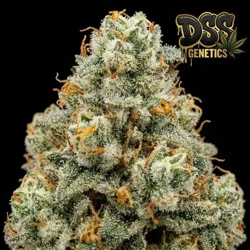 AK 47 XTRM Feminized Seeds cannabis seeds