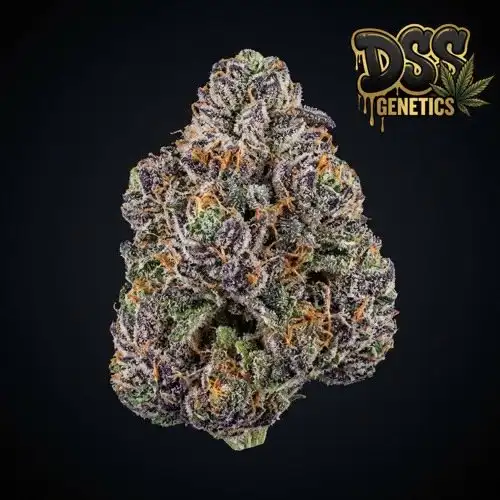 AK 47 x Sensi Star Feminized Seeds cannabis seeds – Feminized strain