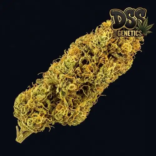 Acapulco Gold Feminized Seeds cannabis seeds – Feminized strain