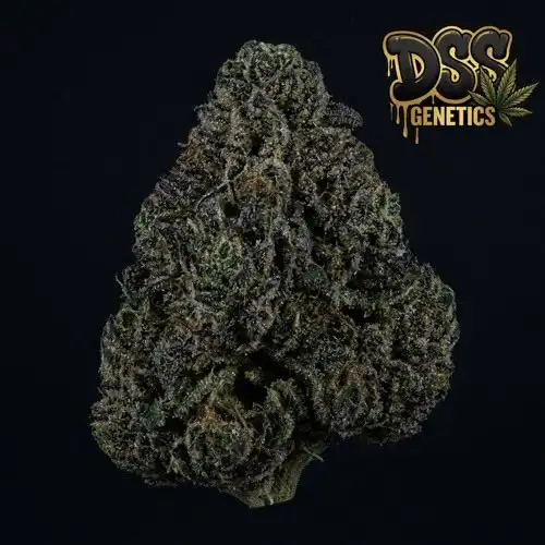 Afghan Autoflower Seeds cannabis seeds – Regular strain