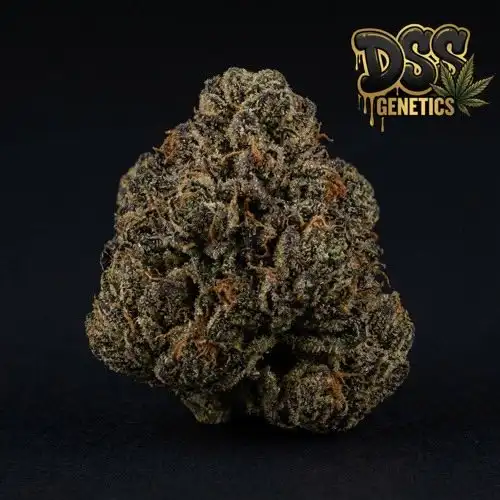 Afghan Feminized Seeds cannabis seeds – Feminized strain