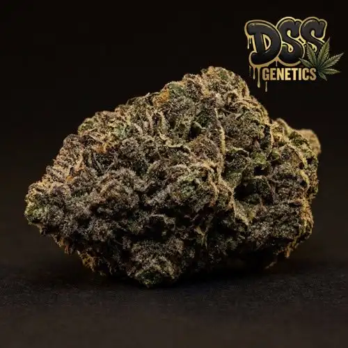 Afghan Kush Feminized Seeds cannabis seeds – Feminized strain