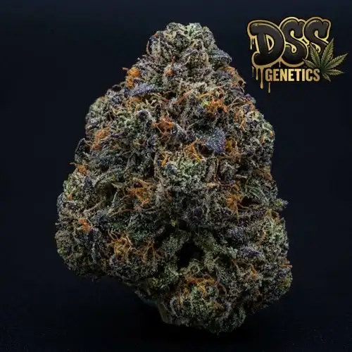 Afghani Bullrider Feminized Seeds cannabis seeds – Feminized strain