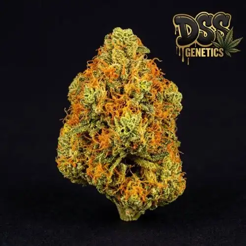 Agent Orange Feminized Seeds cannabis seeds – Feminized strain