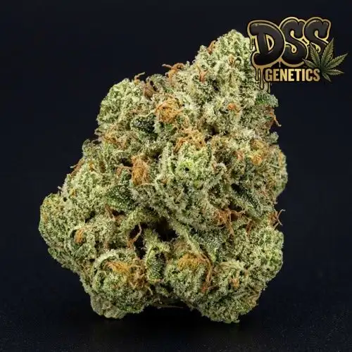 Alien OG Feminized Seeds cannabis seeds
