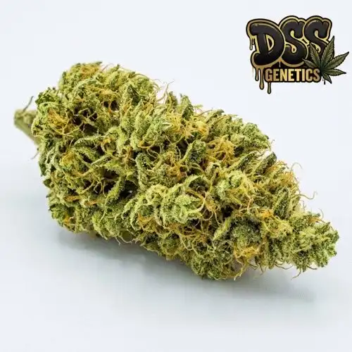 Amnesia Feminized Seeds cannabis seeds