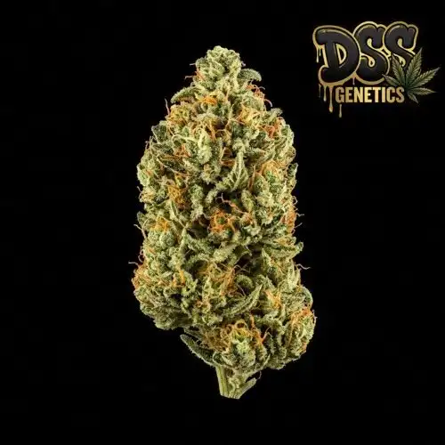 Amnesia Trance Autoflower Seeds cannabis seeds