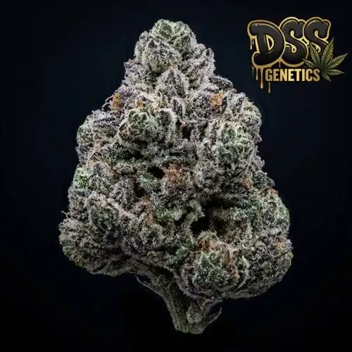 Animal Cookies Feminized Seeds cannabis seeds