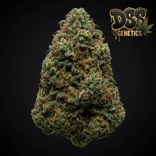 BC Big Bud Feminized Seeds cannabis seeds