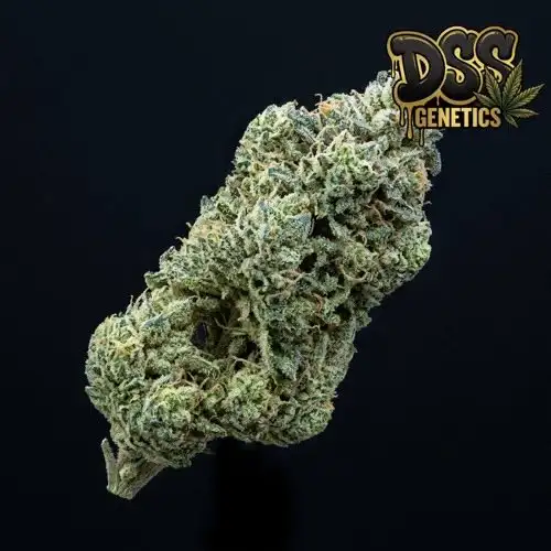 Bay Dream Feminized Seeds cannabis seeds