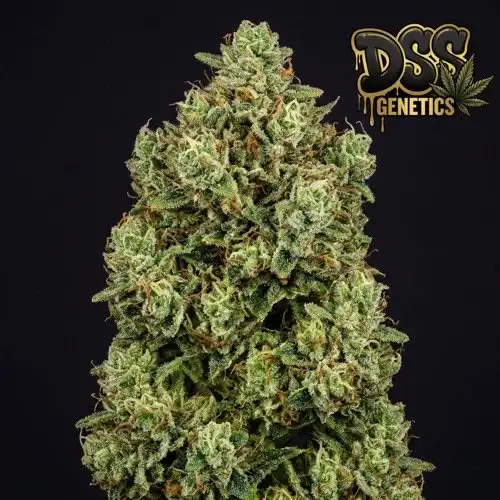 Big Bud Feminized Seeds cannabis seeds