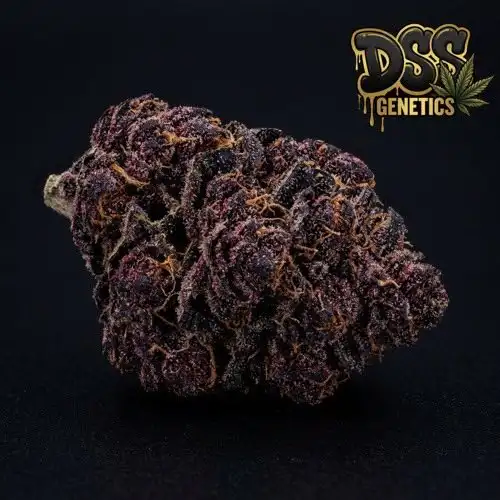 Black Cherry Soda Feminized Seeds cannabis seeds