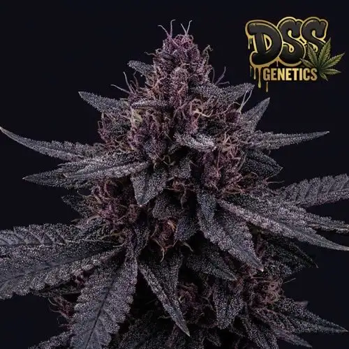 Blackberry Kush Feminized Seeds cannabis seeds