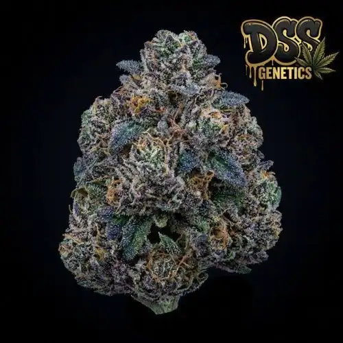 Blue Cookies Feminized Seeds cannabis seeds