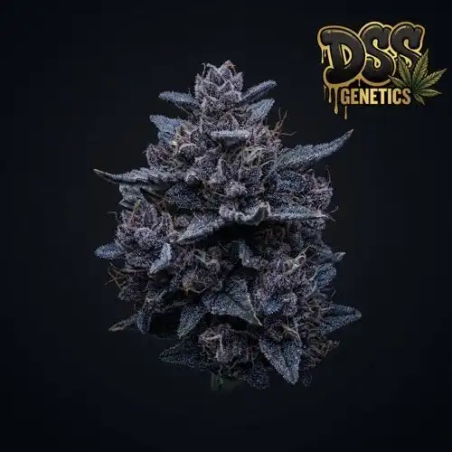 Blue Moonshine Autoflower Seeds cannabis seeds