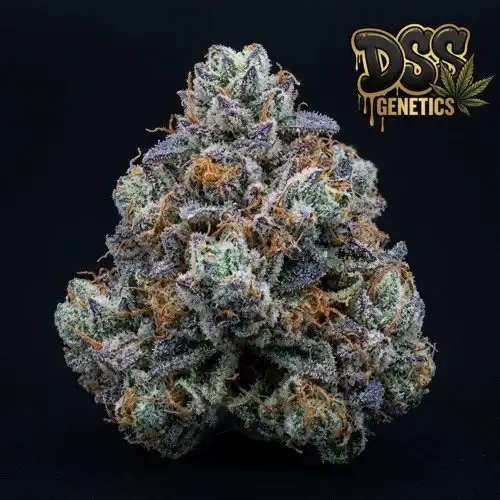 Blueberry Haze Feminized Seeds cannabis seeds