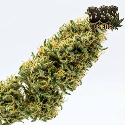 Bob Marley Feminized Seeds cannabis seeds