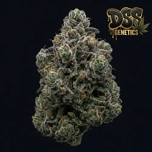 Bruce Banner Autoflower Seeds cannabis seeds