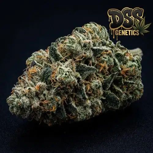 Bruce Banner Feminized Seeds cannabis seeds