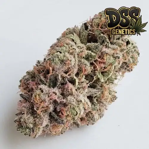 Bubblegum Cookies Feminized Seeds cannabis seeds