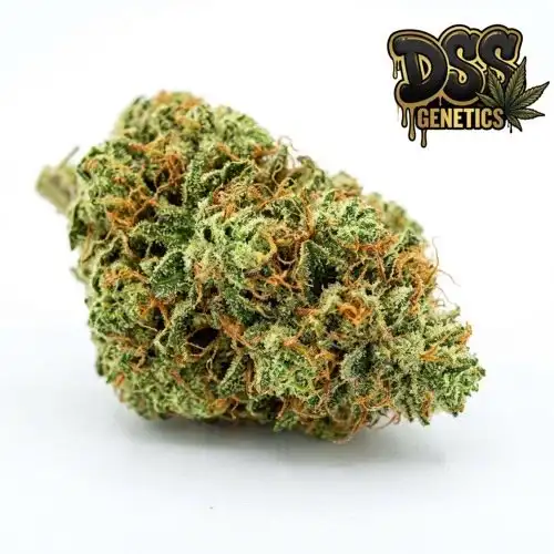 California Skunk Feminized Seeds cannabis seeds