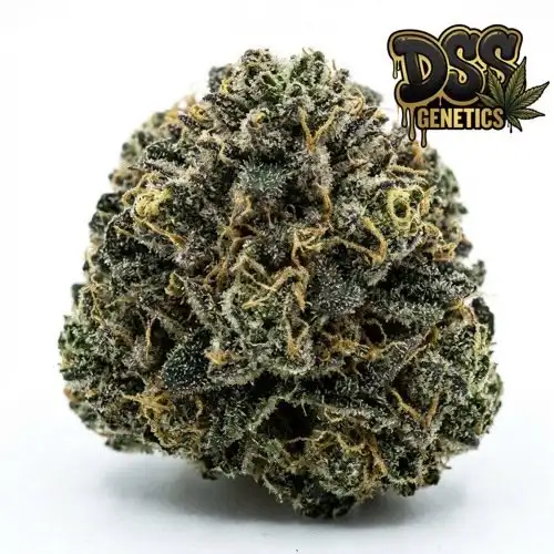 Candy Kush Feminized Seeds cannabis seeds