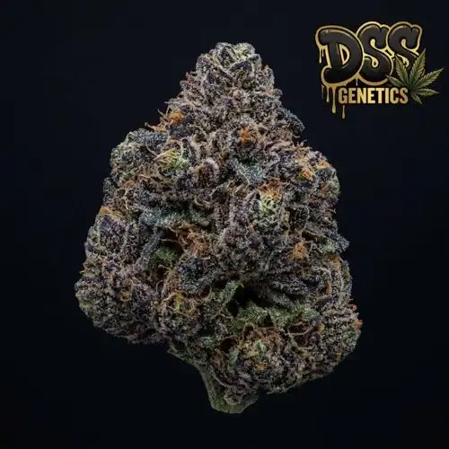 Candyland Peyote Feminized Seeds cannabis seeds