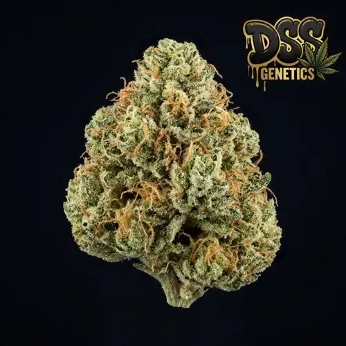 Cannatonic Feminized Seeds cannabis seeds