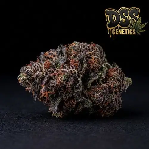 Cherry Pie grow guide