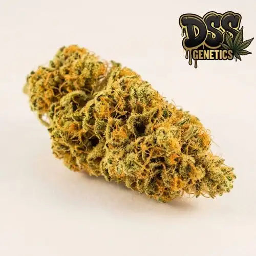 Clementine Strain grow guide