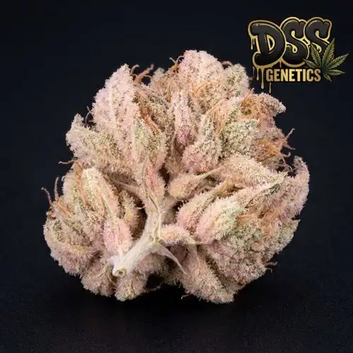 Cotton Candy Feminized Seeds cannabis seeds