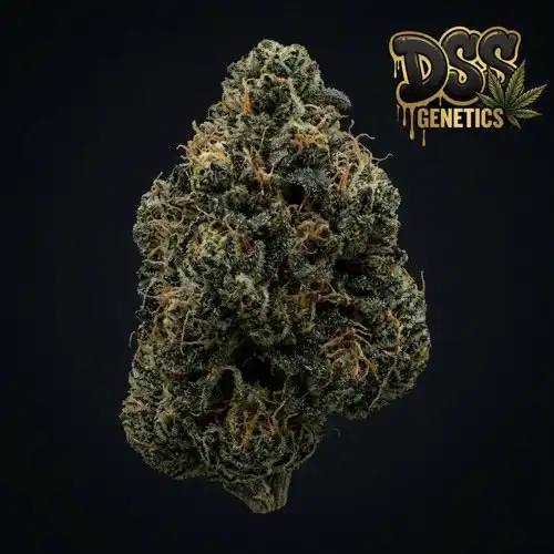 Critical Kush Feminized Seeds cannabis seeds