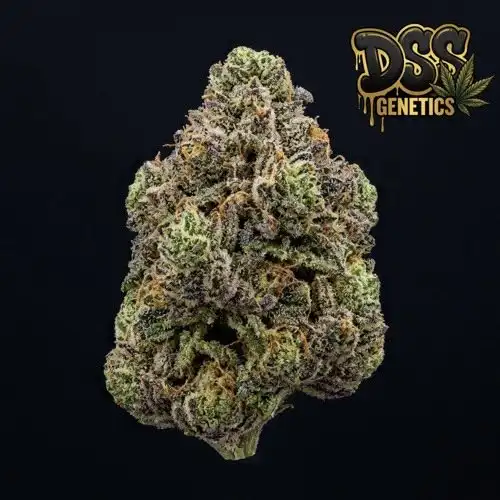 Do Si Dos Feminized Seeds cannabis seeds