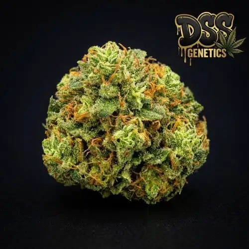 Durban Poison Autoflower Seeds cannabis seeds