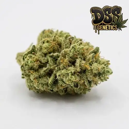 Easy Bud Autoflower Seeds cannabis seeds