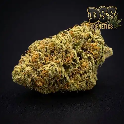 Exodus Cheese Seeds – Feminized cannabis seeds