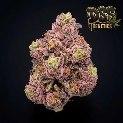 BubbleGum Autoflower Seeds cannabis seeds