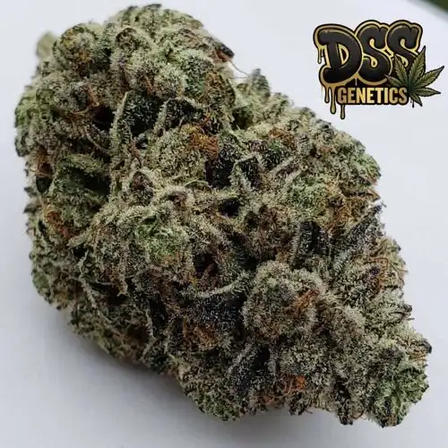 Gorilla Glue 4 Autoflower Seeds cannabis seeds