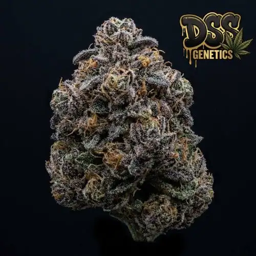 Gelato Autoflower Seeds cannabis seeds