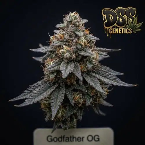 Godfather OG Feminized Seeds cannabis seeds