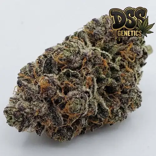 God's Gift Feminized Seeds cannabis seeds